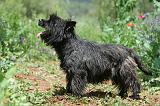 CAIRN TERRIER 588